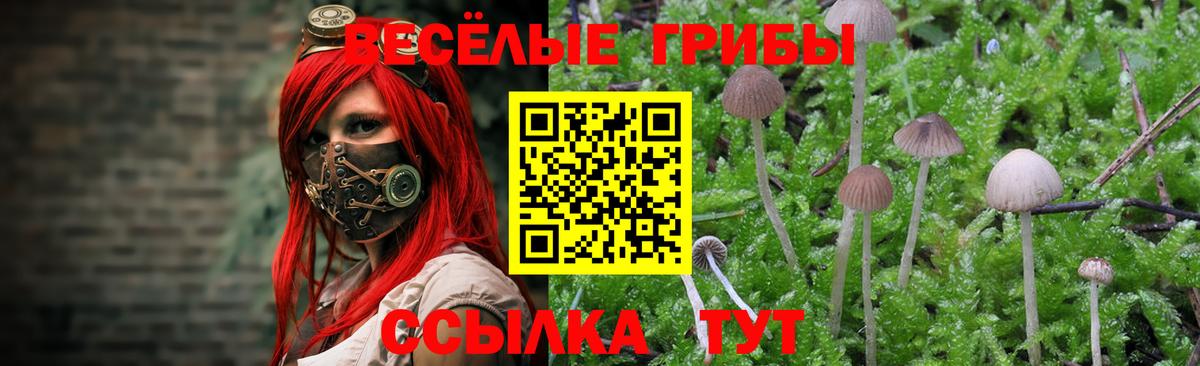 Галлюциногенные грибы Psilocybine cubensis Волхов